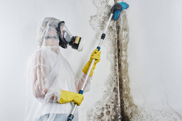 Best Certified Mold Removal  in Bunker Hl, IL