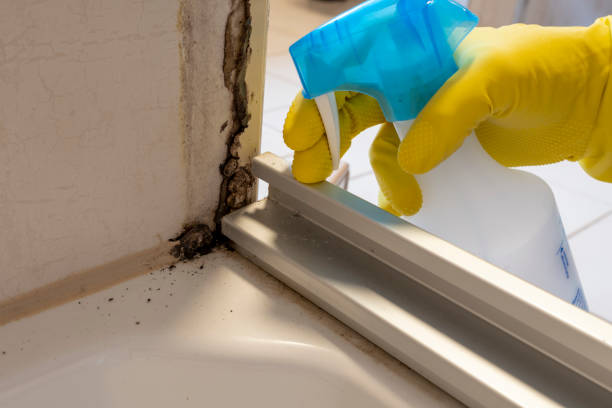 Mold Testing and Removal in Bunker Hill, IL