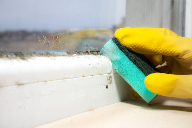 Bunker Hill, IL Mold Removal Company