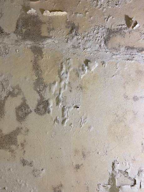 Best Mold Cleaning Services  in Bunker Hl, IL