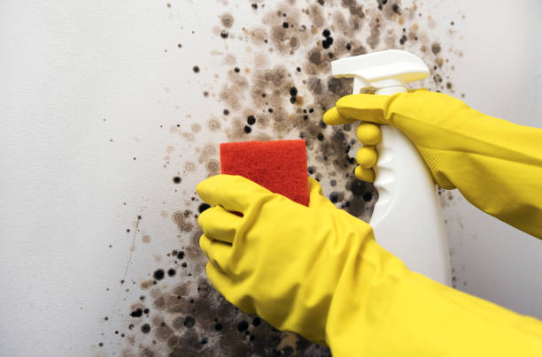 Best Mold Remediation  in Bunker Hl, IL