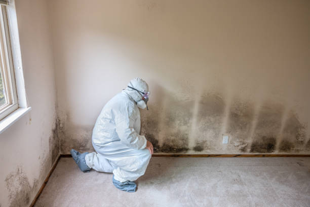 Best Local Mold Removal Service  in Bunker Hl, IL