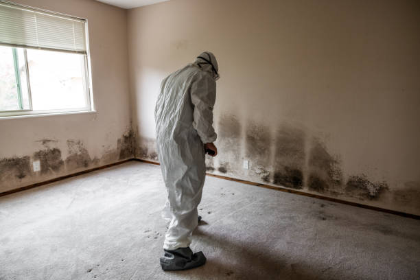 Best Fast Mold Removal  in Bunker Hl, IL