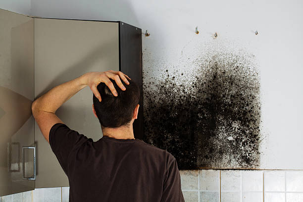 Best Mold Testing  in Bunker Hl, IL
