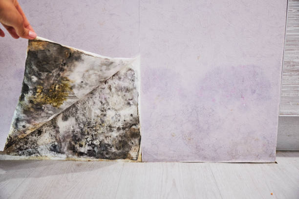 Attic Mold Removal in Bunker Hill, IL